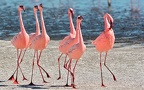 Flamants Nains.Lac Nakuru.Kénya