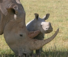 Femelle Rhinocéros Blanc broutant avec son petit