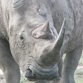 Rhinoceros blanc .Nakuru.Kénya