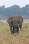 Mâle solitaire .Masai Mara .Kénya