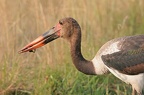Jabiru du Sénégal (jeune adulte) attrapant une grenouille Masai Mara .Kénya