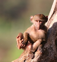 Jeune  babouin ... prenant son pied ! Nakuru.Kénya