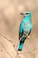 Rollier d'europe.(Coriacas garrulus) Samburu . Nord Kénya