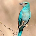 Rollier d'europe.(Coriacas garrulus) Samburu . Nord Kénya