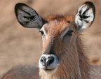 Femelle de Cobe à croissant (Waterbuck) Masai Mara Kénya