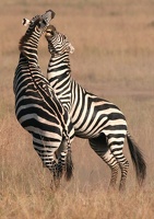 Joute d'étalons de zèbres de Burchell.Masai Mara.Kénya