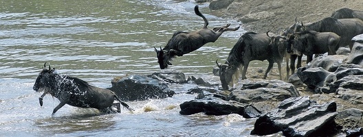  Groupe de gnous bleus sautant pour traverser la rivière Mara ;Kénya