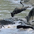  Groupe de gnous bleus sautant pour traverser la rivière Mara ;Kénya