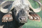 Portrait de buffle
