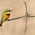 Petit Guêpier (little bee-eater) (Merops pusillus)  Samburu . Nord kénya
