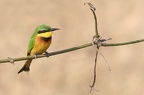 Petit Guêpier (little bee-eater) (Merops pusillus)  Samburu . Nord kénya