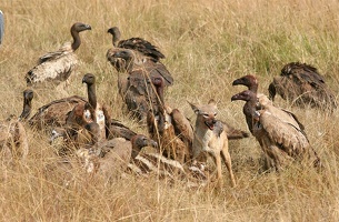 Chacal tentant de défendre une carcasse de zèbre convoitée par des vautours!! Masai Mara .Kénya