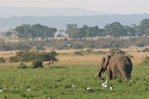 Vison d'Eden!! Masai Mara. Kénya;