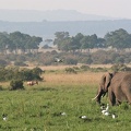 Vison d'Eden!! Masai Mara. Kénya;