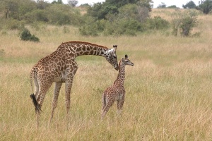 Girafe "Masai" (Giraffa camelopardalis tippelkirschi) et son petit.Masai mara.Kénya