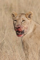 Belle tueuse ! Masai Mara .Kénya
