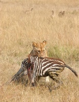 Lionne transportant dans sa gueule le jeune zèbre qu'elle vient de tuer.Masai mara . Kénya