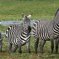 Zèbres de Burchell:Les frères DALTON dans les marais d'Amboseli. Kénya