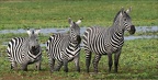 Zèbres de Burchell:Les frères DALTON dans les marais d'Amboseli. Kénya