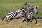 Zèbres de Burchell.Etalons jouant dans les marais d'Amboseli.Kénya