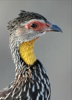 Francolin à cou jaune.(francolinus leucoscepus) Masai Mara Kénya