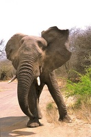 Mâle solitaire pas vraiment content de se faire tirer le portrait . Kruger Park . Afrique du sud