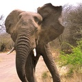 Mâle solitaire pas vraiment content de se faire tirer le portrait . Kruger Park . Afrique du sud