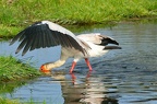 Tantale Ibis ( Mycteria ibis ) Samburu  . Kénya 