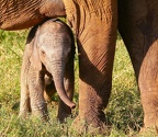 Agè de 3 à 4 semaines au plus. Amboseli. Kénya