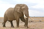 Gros pèpère! Amboseli . Kénya
