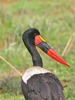 Jabiru du Sénégal .Masai Mara .Kénya