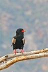 Aigle Bateleur .Samburu . Kénya