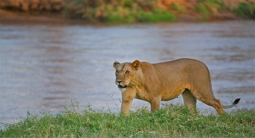 Lionne le long de la rivière Samburu.Kénya