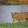 Lionne le long de la rivière Samburu.Kénya