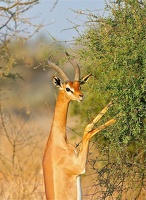 Gerenuk adulte broutant un arbuste.Samburu. Nord Kénya