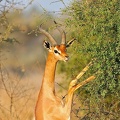Gerenuk adulte broutant un arbuste.Samburu. Nord Kénya