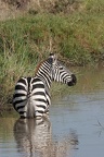 Bel étalon de zèbre de Burchell se rafraichissant .masai mara .Kénya