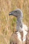 Vautour de Ruppel .Masai mara. Kénya