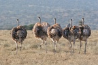 Les danseuses du Lido .samburu. Nord kénya