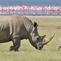 Femelle Rhino blanc et son petit.Lac de Nakuru .Kénya