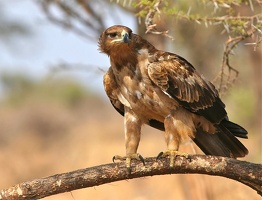 Aigle ravisseur ( Aquila rapax ) Tawny eagle. Samburu . Nord Kénya