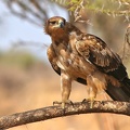 Aigle ravisseur ( Aquila rapax ) Tawny eagle. Samburu . Nord Kénya