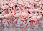 Flamants Nains.Lac Nakuru.Kénya
