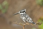 Martin-Pêcheur pie.(Ceryle rudis) Masai Mara. Kénya