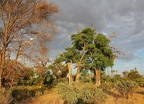 Le long de la rivière Samburu. Nord Kénya