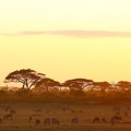 Savane arbustive au couchant . Masai mara . Kénya.      