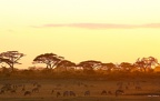 Savane arbustive au couchant . Masai mara . Kénya.      