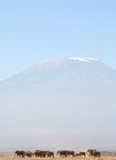 Harde d'éléphants devant le Kilimandjaro.amboseli.Kénya