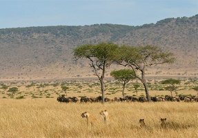 2 lionnes et 2 lionceaux guettant un troupeau de gnous ; Plaine de Masai Mara . Kénya
