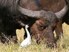 Buffle et son "héron garde-boeufs" Nakuru .Kénya